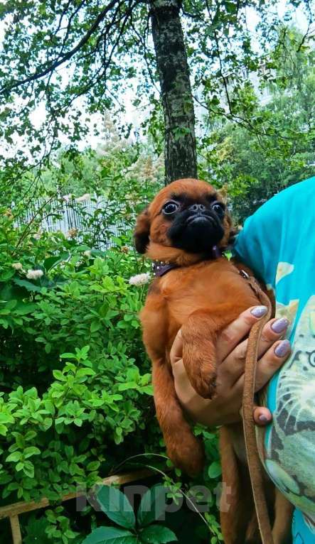 Собаки в Москве: Яркий парень пти-брабансон Мальчик, 50 000 руб. - фото 2