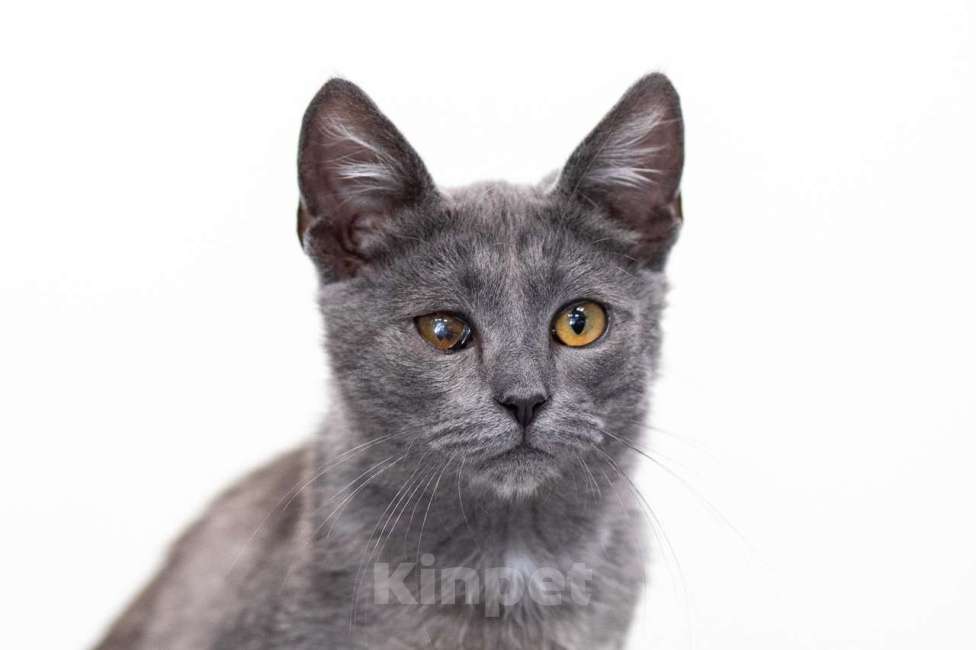 Кошки в Москве: Дым Дымыч Мальчик, Бесплатно - фото 5