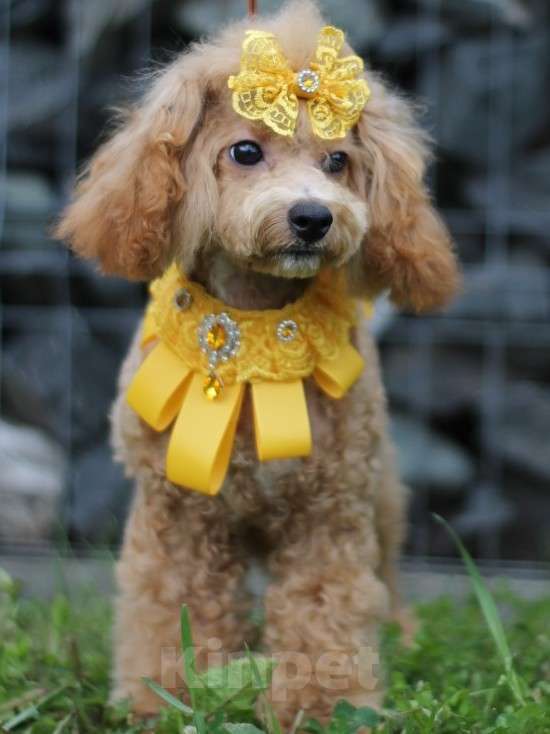 Собаки в Екатеринбурге: Щенки породы Пушон Девочка, 70 000 руб. - фото 2