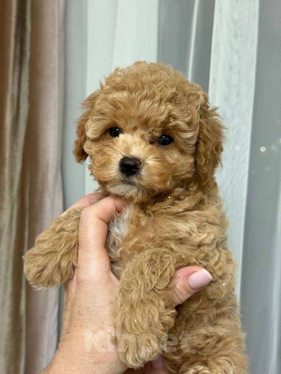 Собаки в Сочи: Щенок мини мальтипу девочка Девочка, 120 000 руб. - фото 5