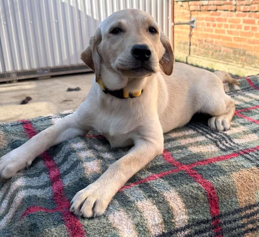 Собаки в Краснодаре: Щенки лабрадора палевые ркф  Девочка, 25 000 руб. - фото 9