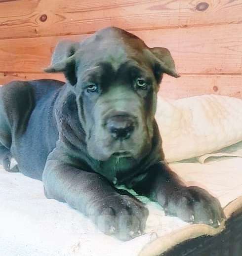 Собаки в других городах Ярославской области: Девочка серая Девочка, 80 000 руб. - фото 1