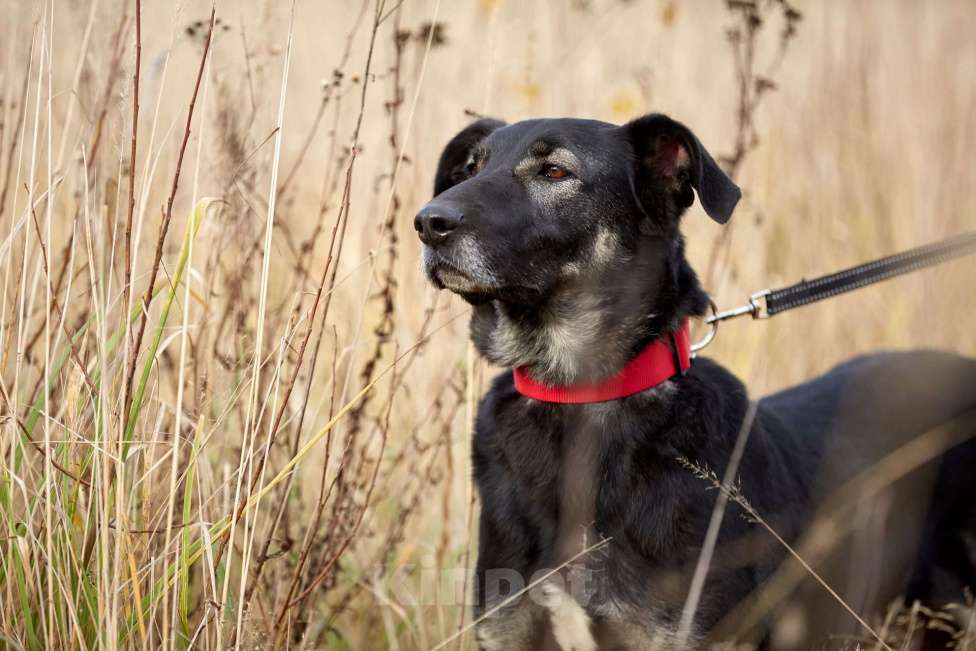 Собаки в Москве: Рута Девочка, Бесплатно - фото 3