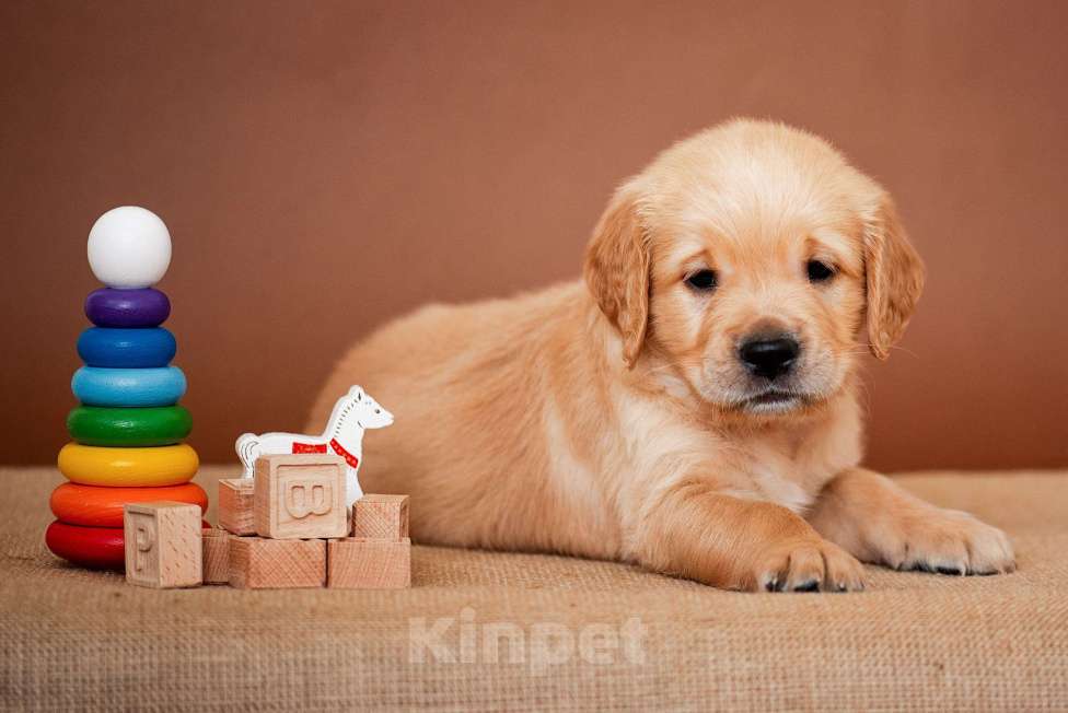 Собаки в Москве: щенки золотистого рнтривера Разнополые, Бесплатно - фото 2