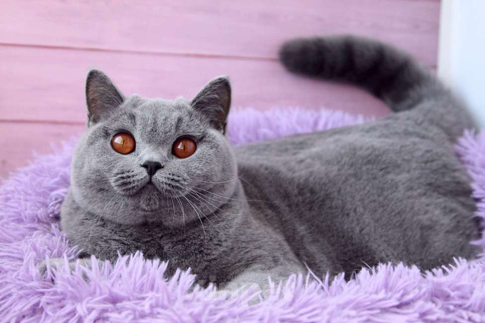 Кошки в Санкт-Петербурге: Нужен дом британке Девочка, 10 000 руб. - фото 7