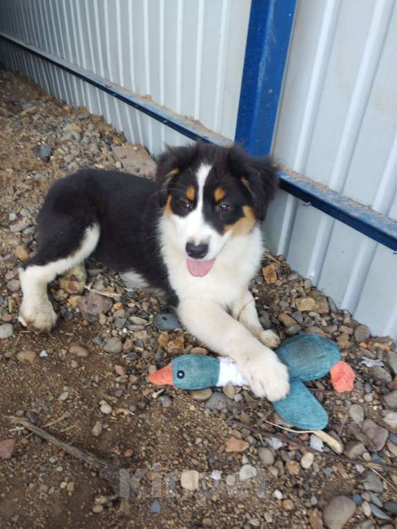 Собаки в Бикине: Очеровательная малышка  Девочка, 50 000 руб. - фото 6