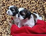Собаки в других городах Краснодарского края: Очаровательные девочки и мальчики ши-тцу от титулованных родителей Мальчик, Бесплатно - фото 1