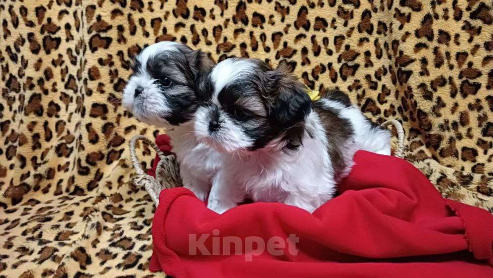 Собаки в других городах Краснодарского края: Очаровательные девочки и мальчики ши-тцу от титулованных родителей Мальчик, Бесплатно - фото 1