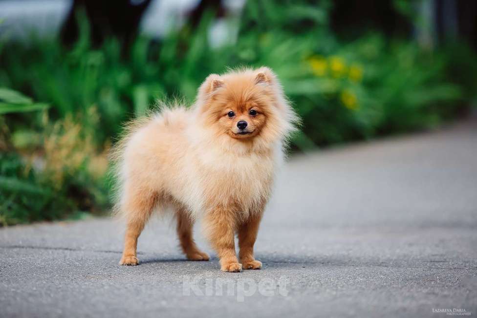 Собаки в Москве: Щенки  шпица (малого) Мальчик, 60 000 руб. - фото 3