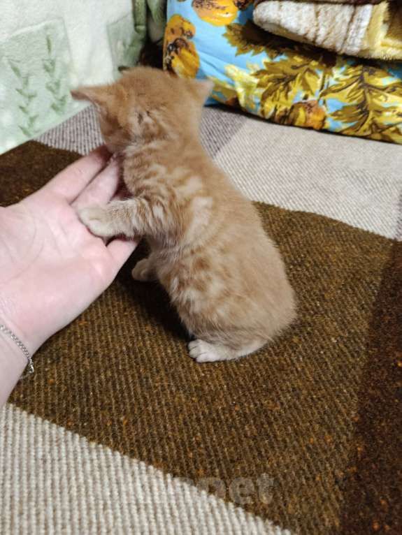 Кошки в других городах Московской области: Курильски бобтейл мальчишки Мальчик, Бесплатно - фото 3