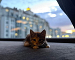 Кошки в Калининграде: Невероятно умная девочка, 2.5 мес в добрые руки! Девочка, Бесплатно - фото 5
