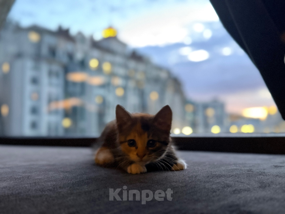 Кошки в Калининграде: Невероятно умная девочка, 2.5 мес в добрые руки! Девочка, Бесплатно - фото 5
