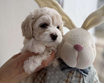 Собаки в Иваново: Той-пудель Мальчик, 80 000 руб. - фото 2