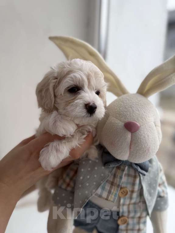 Собаки в Иваново: Той-пудель Мальчик, 80 000 руб. - фото 2