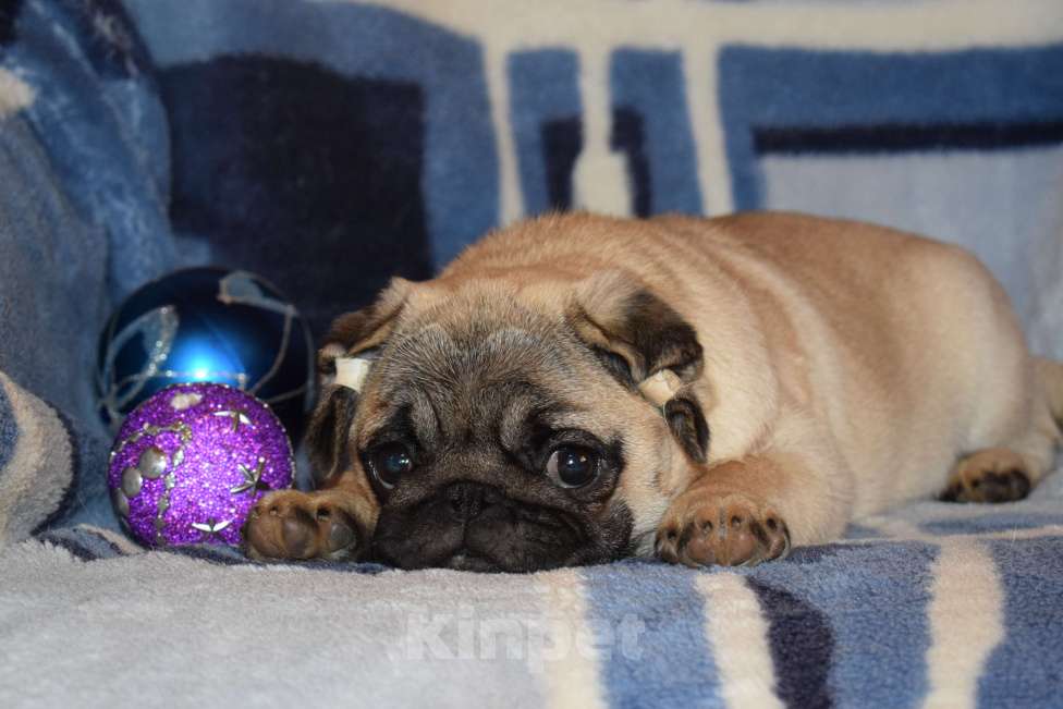 Собаки в Пскове: Красивый щенок мопса девочка 4 месяца Девочка, 50 000 руб. - фото 4