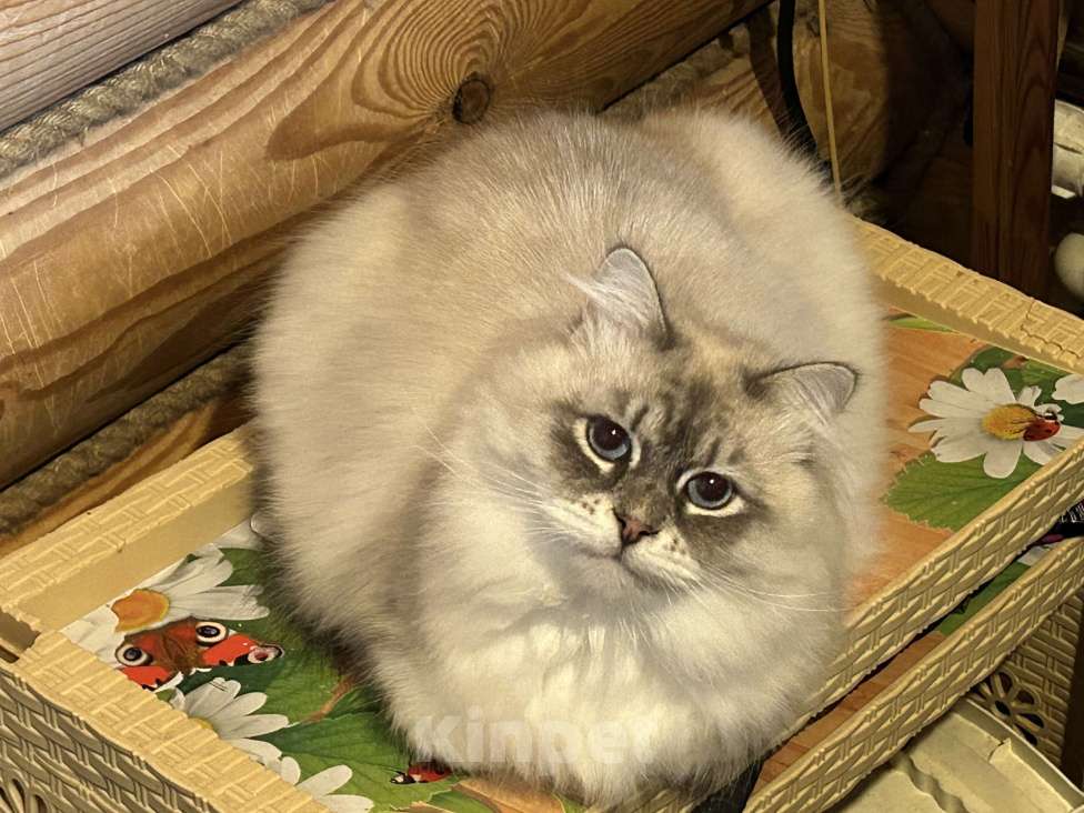 Кошки в Москве: Обаятельный котик Мальчик, Бесплатно - фото 1