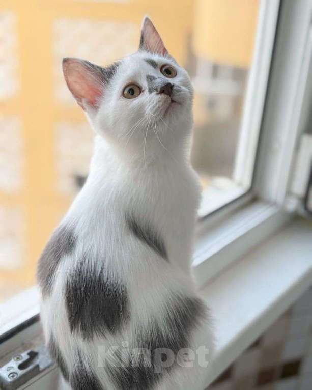 Кошки в Москве: Котенок Носик ищет дом Мальчик, Бесплатно - фото 2