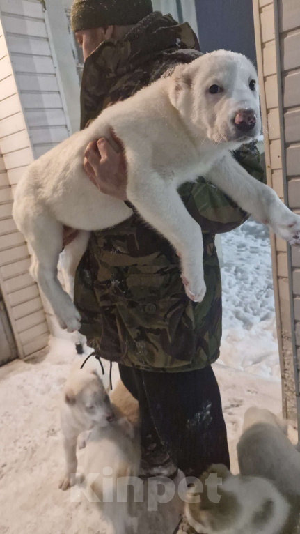 Собаки в Клинцах: Продам щенка Девочка, Бесплатно - фото 3