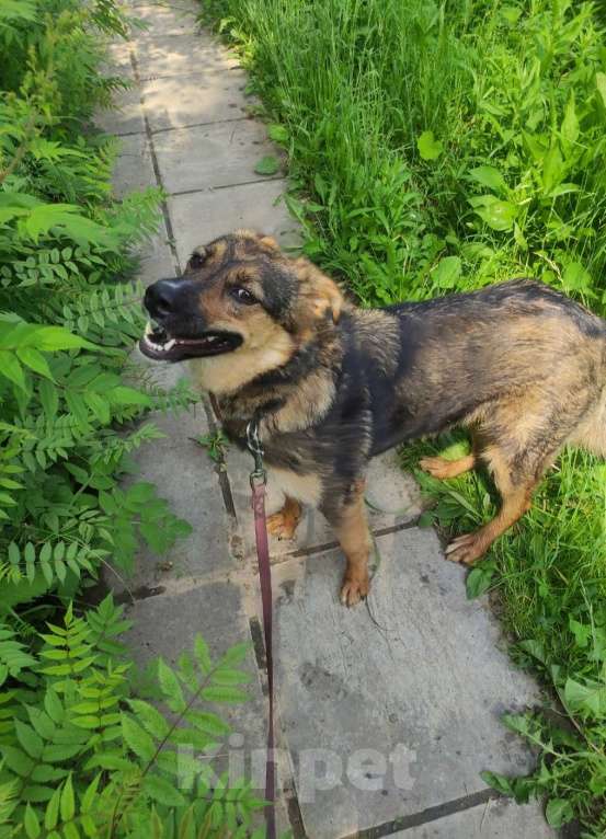 Собаки в Москве: Шерри в добрые руки Девочка, Бесплатно - фото 3