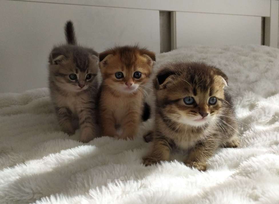 Кошки в других городах Московской области: Шотландская вислоухая Девочка, 10 000 руб. - фото 3