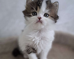Кошки в Ярославле: Шотландский длинношерстный малыш Мальчик, 35 000 руб. - фото 3