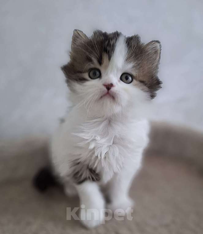 Кошки в Ярославле: Шотландский длинношерстный малыш Мальчик, 35 000 руб. - фото 3