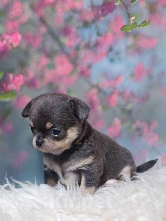 Собаки в Москве: Голубая с подпалом красавица Девочка, 100 000 руб. - фото 5