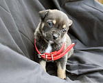 Собаки в Краснодаре: Отдам щенка, 2 месяца Девочка, 10 руб. - фото 2