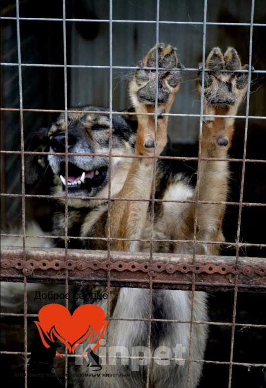 Собаки в Тамбове: Мирра Девочка, Бесплатно - фото 3