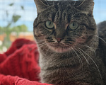 Кошки в Санкт-Петербурге: Кошка очарование Девочка, Бесплатно - фото 1
