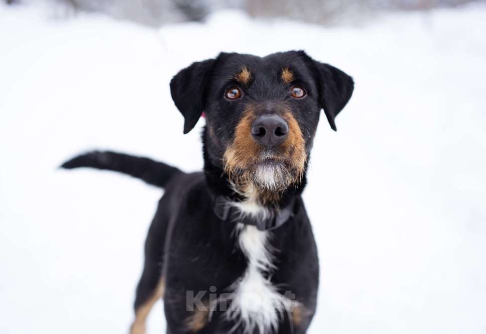Собаки в Москве:  У Ярика умер его единственный хозяин и он оказался в приюте Мальчик, Бесплатно - фото 1