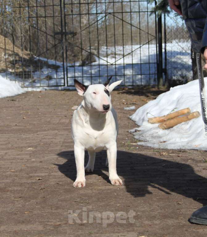 Собаки в Москве: Бультерьер Зара Девочка, 150 000 руб. - фото 3