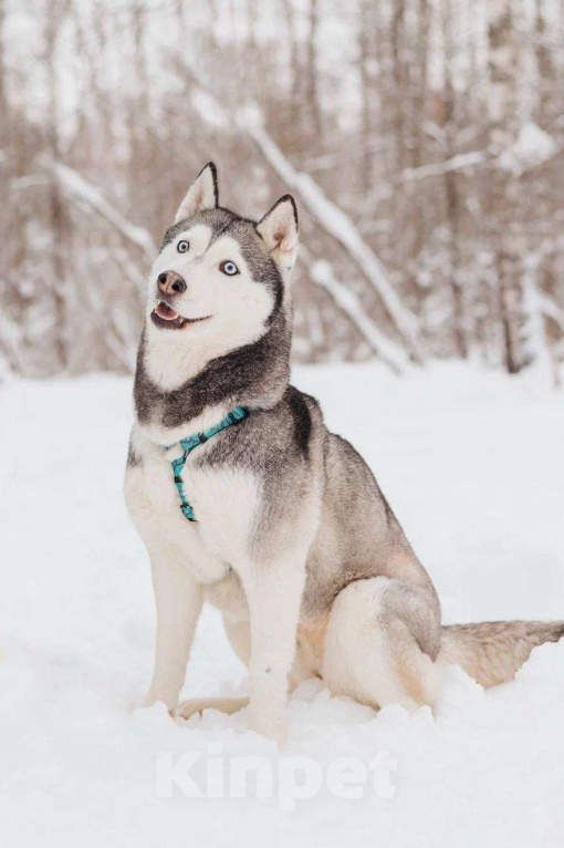 Собаки в Москве: Астерия ищет дом Девочка, Бесплатно - фото 4