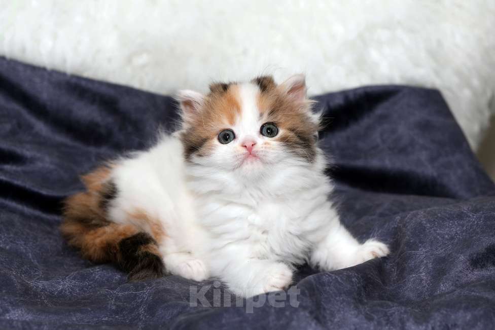 Кошки в Москве: Чудесная шотландская черепашка Девочка, 25 000 руб. - фото 4