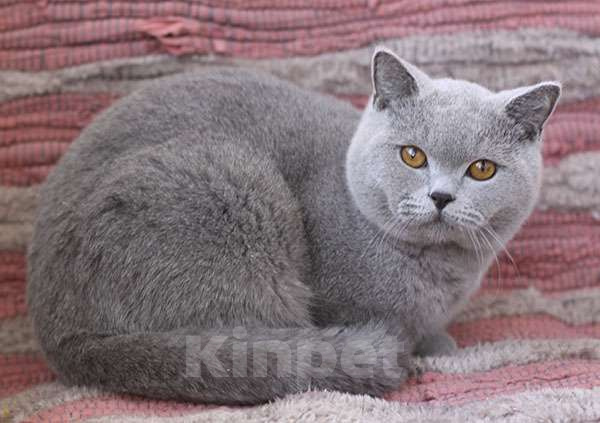 Кошки в Москве: Британский голубой котик, очень ласковый. Мальчик, 70 000 руб. - фото 1