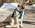 Собаки в Москве: Крупная собака в добрые руки Девочка, Бесплатно - фото 4
