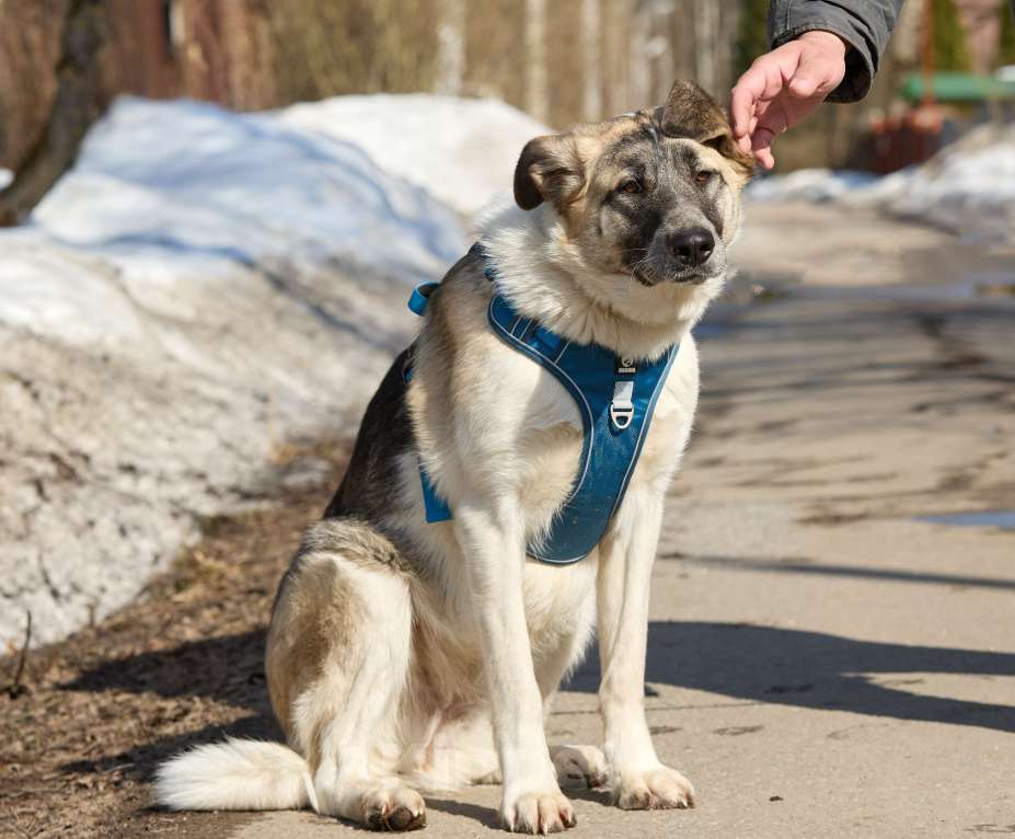 Собаки в Москве: Крупная собака в добрые руки Девочка, Бесплатно - фото 4