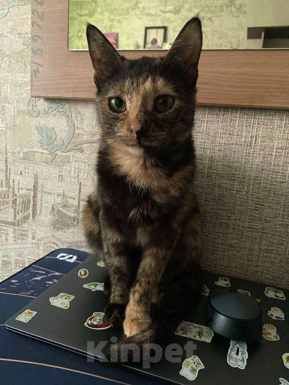 Кошки в Хабаровске: Отдаю кошку в добрые и надежные руки Девочка, 1 000 руб. - фото 1