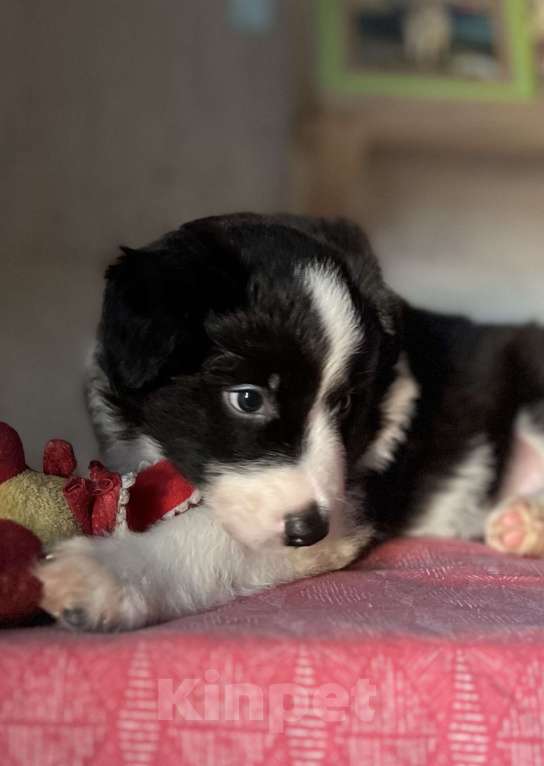 Собаки в других городах Алтайского края: Щенки Бордер Колли РКФ Мальчик, Бесплатно - фото 1