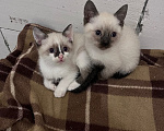 Кошки в Ростове-на-Дону: Котята девочки Девочка, 10 000 руб. - фото 2