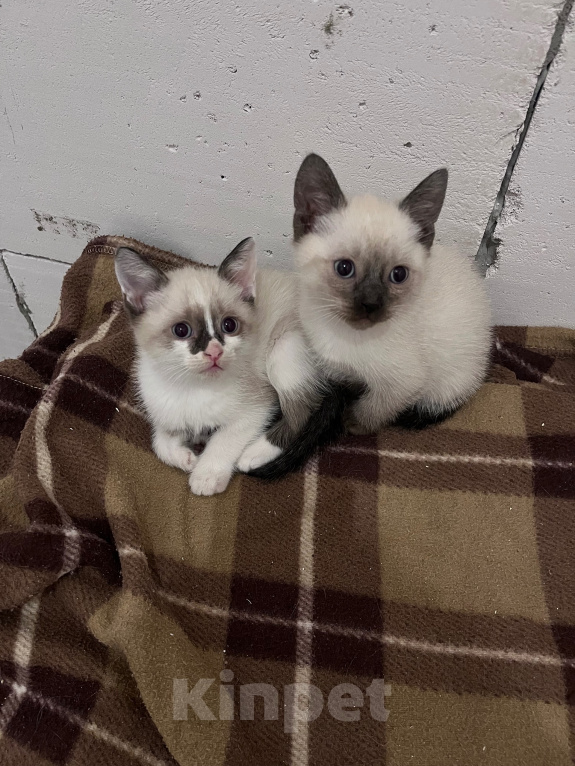 Кошки в Ростове-на-Дону: Котята девочки Девочка, 10 000 руб. - фото 2