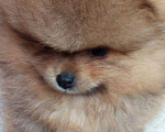 Собаки в Тюмени: Шпицульки, 20 000 руб. - фото 2