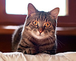 Кошки в Москве: Лео - полосатый молодой котик в добрые руки Мальчик, 50 руб. - фото 2