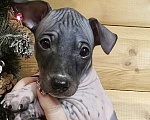 Собаки в Тольятти: Американский голый терьер мальчики Мальчик, 40 000 руб. - фото 2