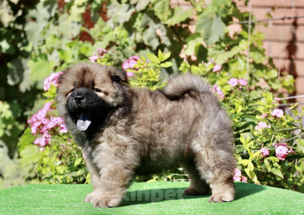 Собаки в Оренбурге: Щенок чау- Фокс Медиум Лайт  Мальчик, 80 000 руб. - фото 7