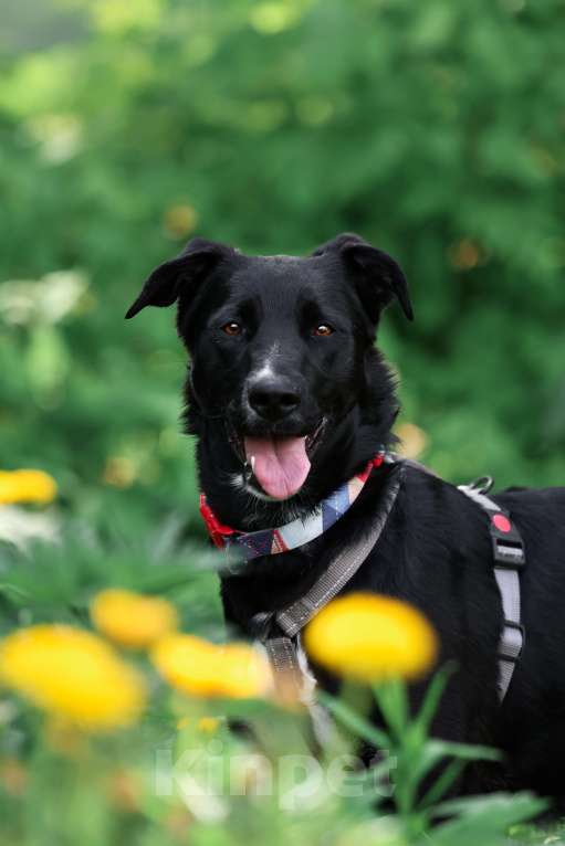 Собаки в Москве: Прекрасная Руби живет в приюте и ищет дом! Девочка, Бесплатно - фото 5