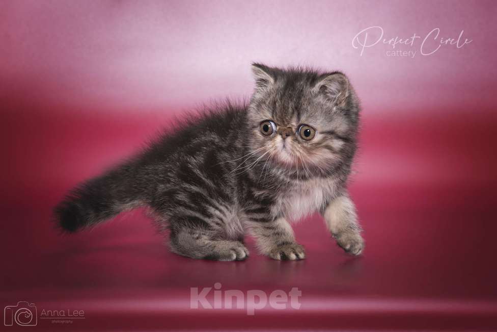 Кошки в Санкт-Петербурге: Экзотический мальчик Мальчик, 45 000 руб. - фото 4