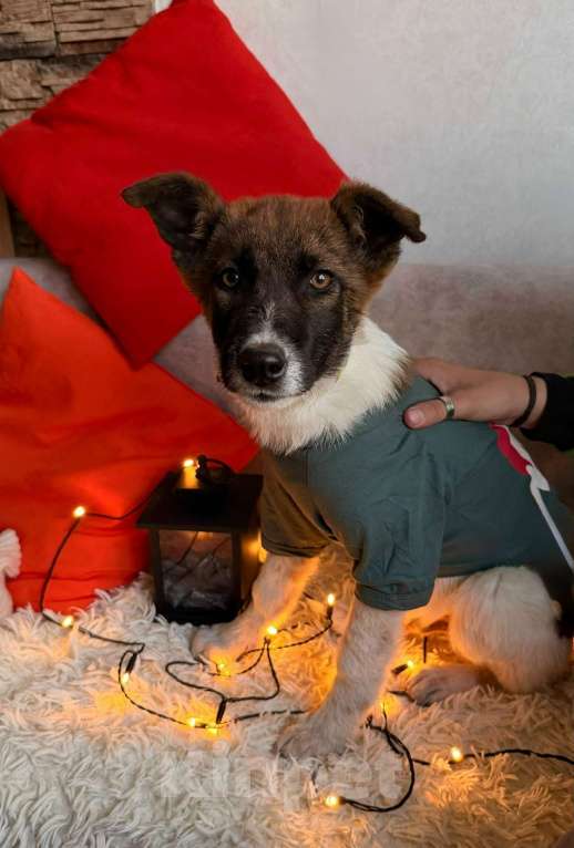 Собаки в Санкт-Петербурге: Щенок Чип Мальчик, Бесплатно - фото 4