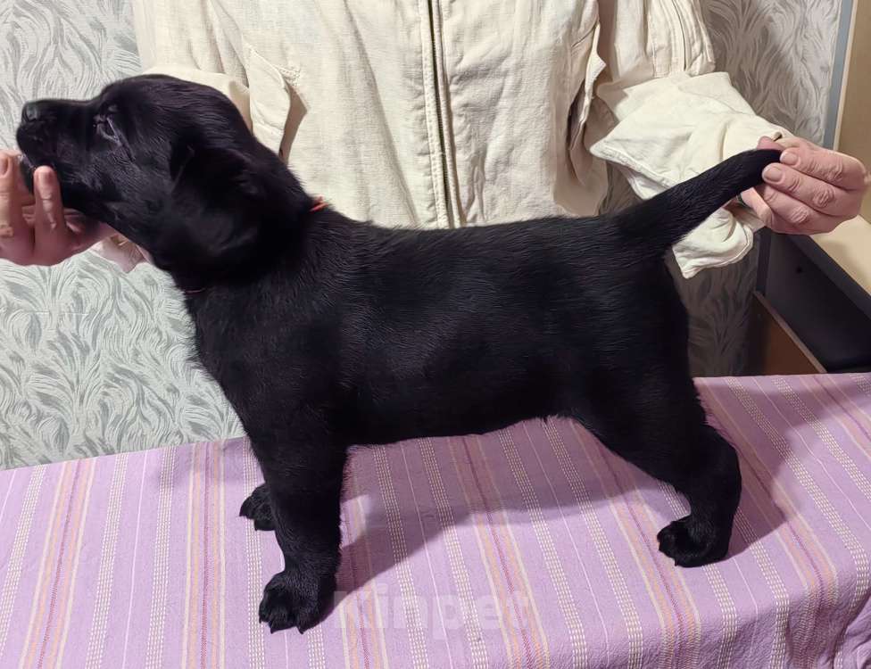 Собаки в Тюмени: Лабрадор ретривер  Мальчик, Бесплатно - фото 1