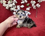 Собаки в Москве: Йорк с двумя голубыми глазами мальчик блю мерле Мальчик, 120 000 руб. - фото 1